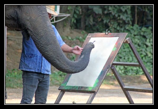 P08 Elephant Asie