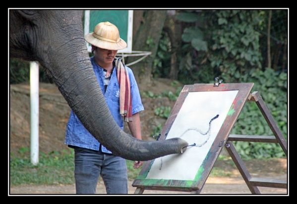 P11 Elephant Asie