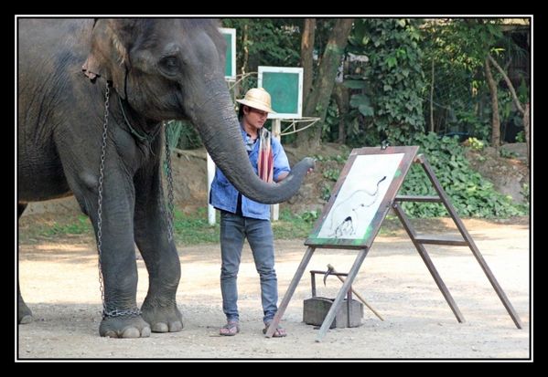P12 Elephant Asie