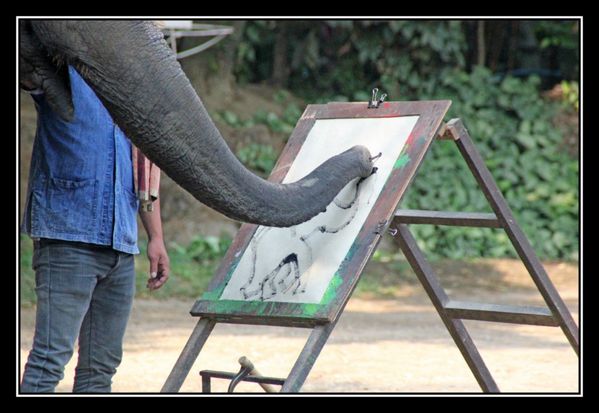 P14 Elephant Asie