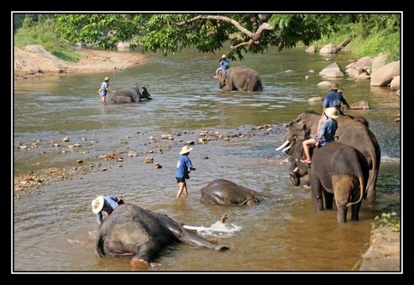 O04 ElephantAsie