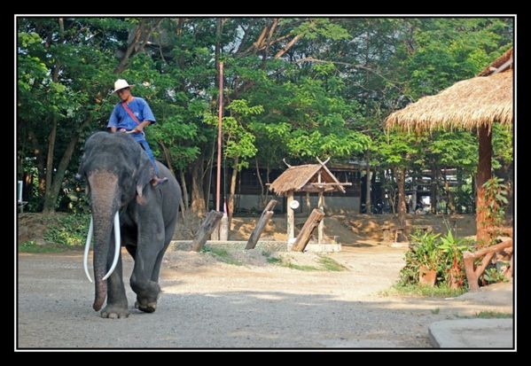O06 ElephantAsie