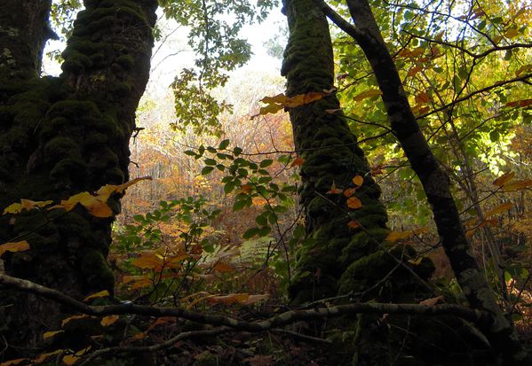 arbre imaginaire