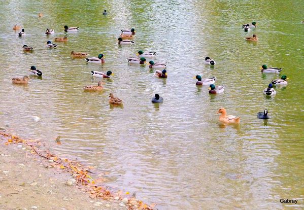 Q01 - Des canards