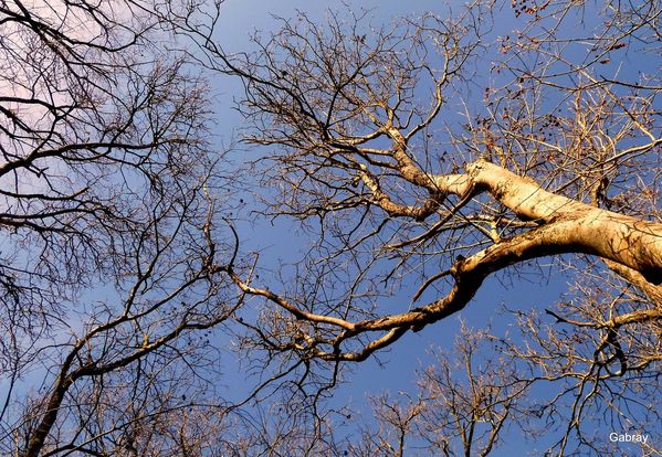 m05 - Branches dans le ciel