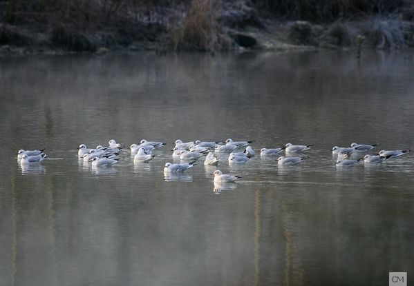 mouettes groupe
