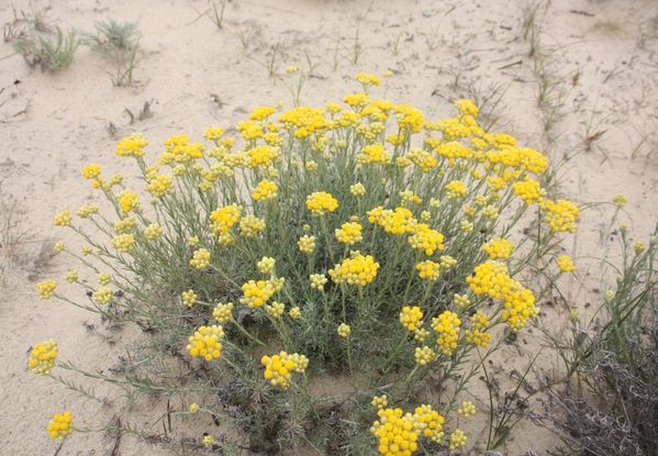 PLANTES-CULTIVEES-7286-Immortelle-des-dunes.jpg