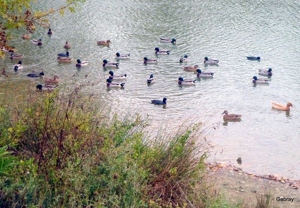 m12---Les-canards.JPG