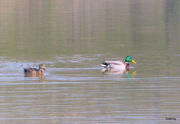 w03 - 2 canards