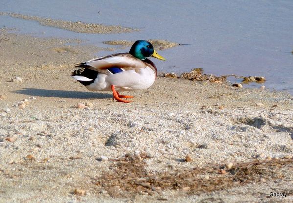 w04 - Un canard