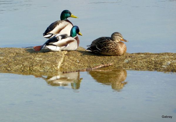 w06 - Trois canards