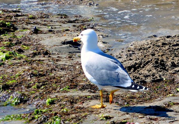 w09 - Mouette