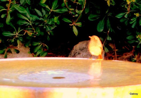 S18 - Petit oiseau