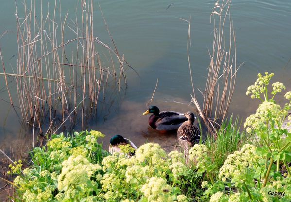 Q07 - Trois canards