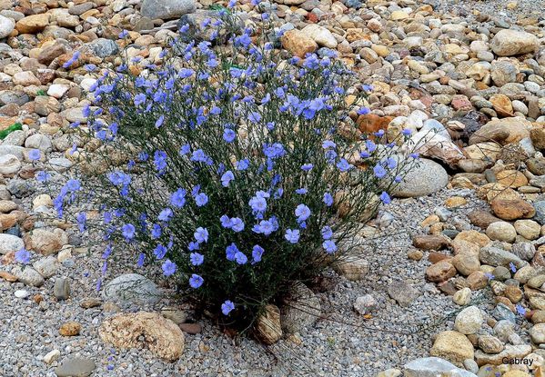 T03 - Pierres et fleurs