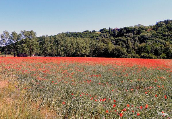 R21 - Couleur coquelicot