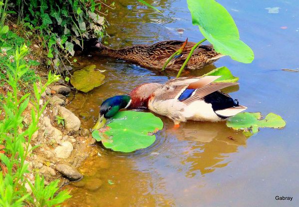 L06 - Les canards