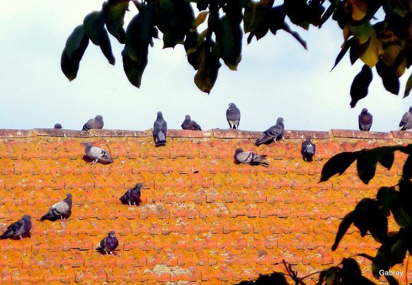 O05 - Pigeons sur le toit