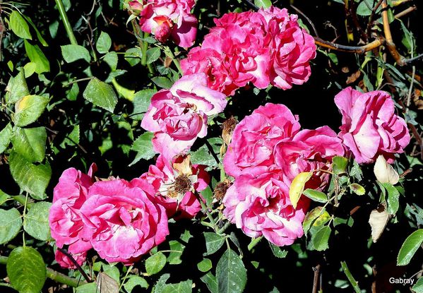 i02 - Bouquet rose