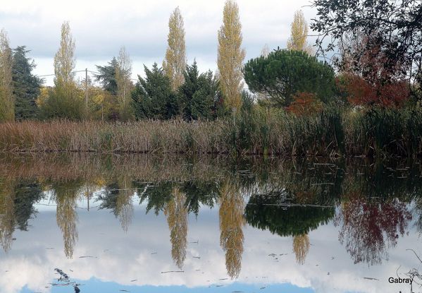 Y09 - Des reflets d'arbres