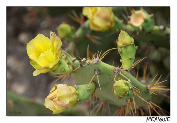 MEX332