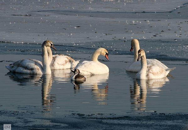 etang gelé