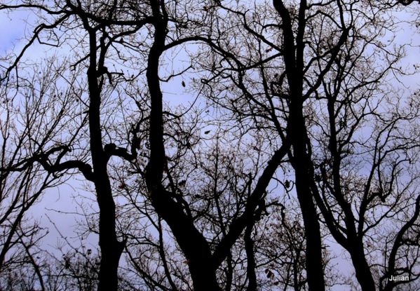 y02 des branches