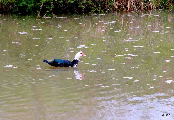 t07 - Canard