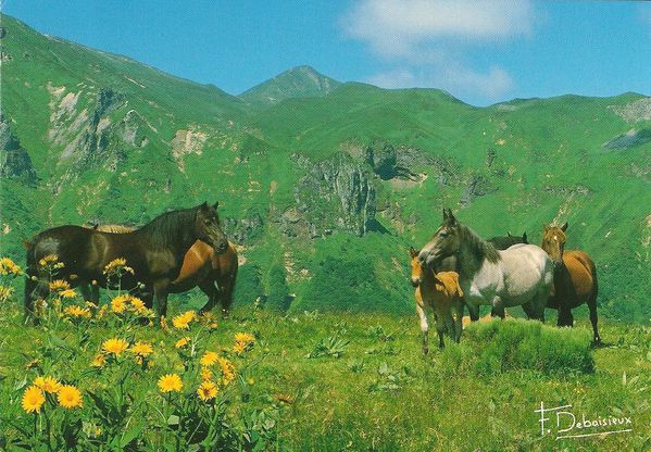 cartes-postales-chevaux.jpg