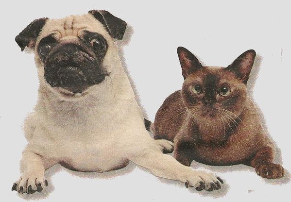 Images-prefereesChien-et-chat.jpg