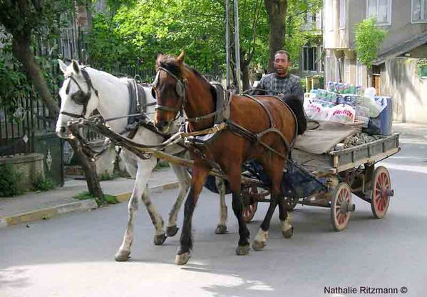 Chevaux-droguistes-copy.jpg