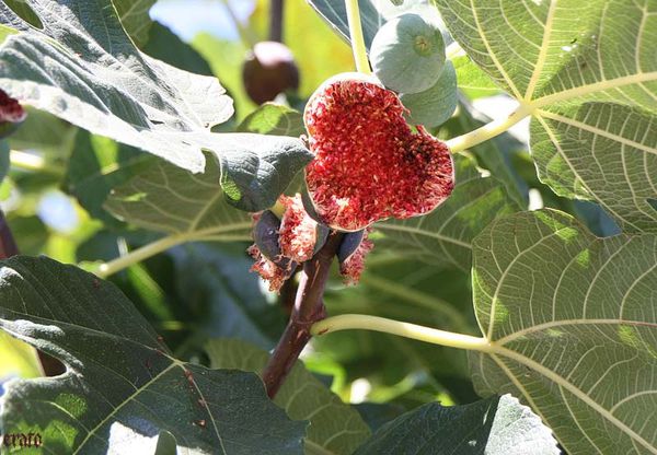 figues-023.jpg