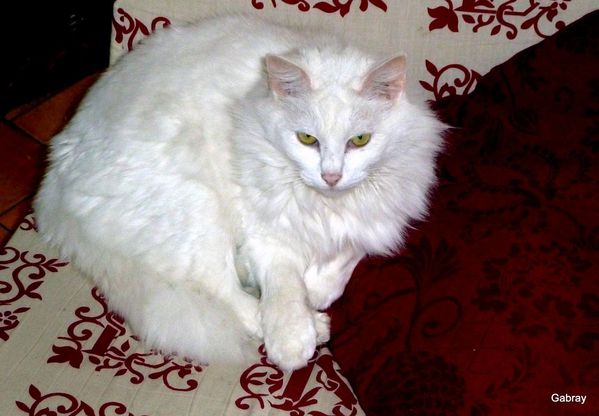 P03---La-chatte-blanche.JPG