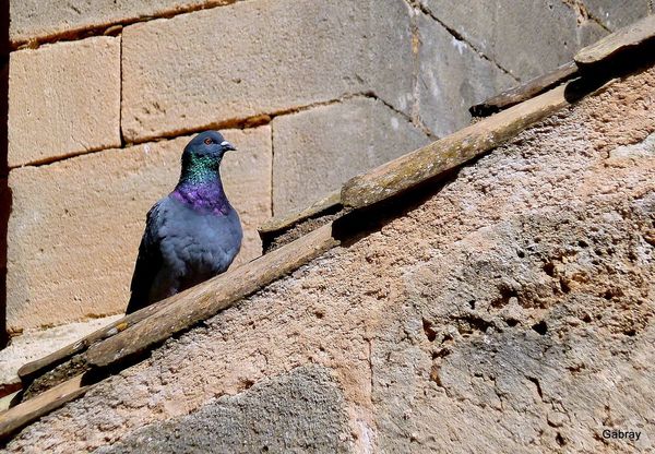 z06 - Pigeon