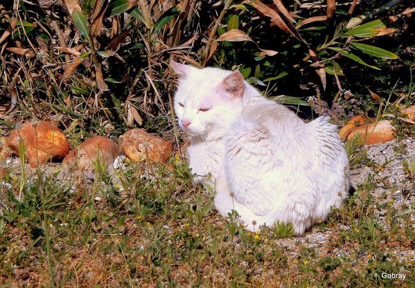 P06 - la sieste du chat