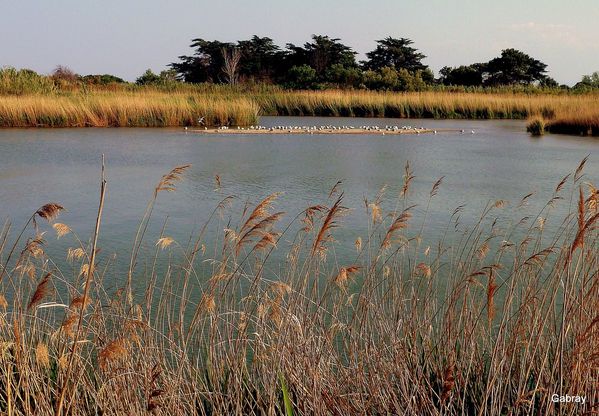 Q27 - Ile auxx oiseaux