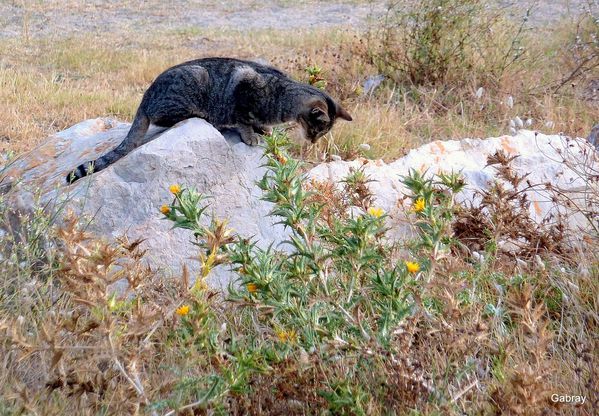 O03 - La chasse du chat