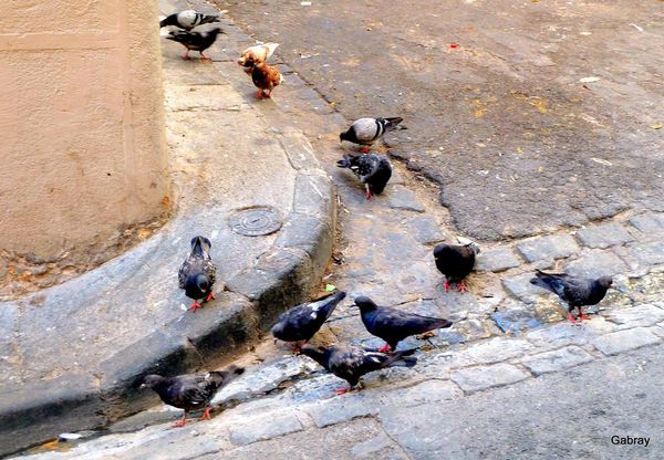 u13 - Pigeons en coin de rue