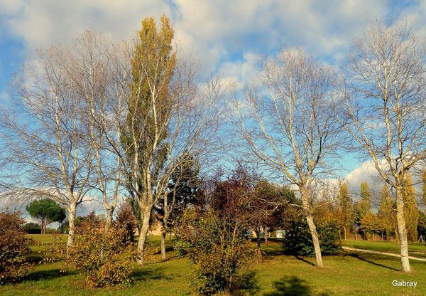 Y06 - Bouquet d'arbres