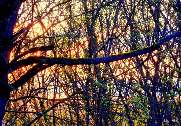 m01 - Branches et soleil