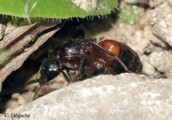 Reine Camponotus ligniperdus