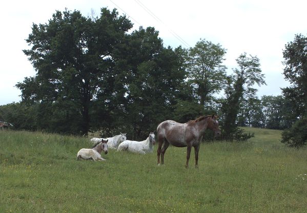 Yussi surveille sieste