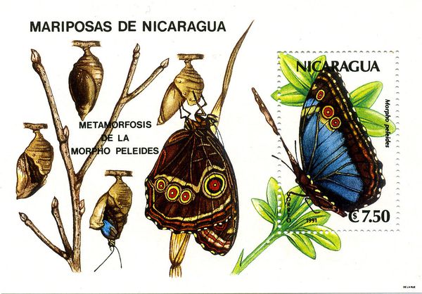 Nicaragua91-Papillon.jpg