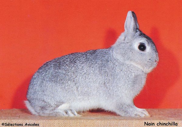 Nain chinchilla