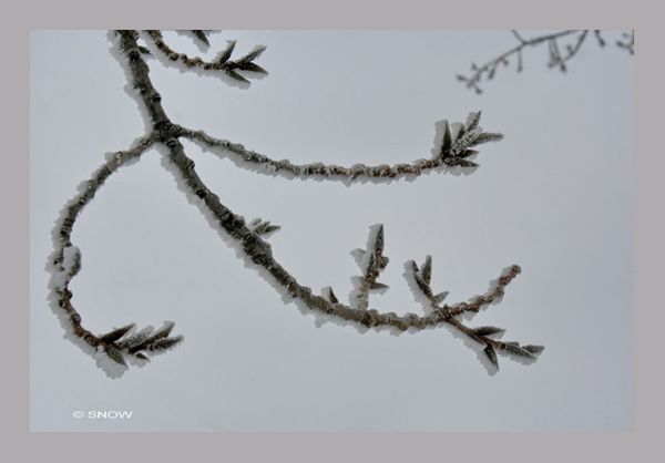 Frimas2-snow.jpg