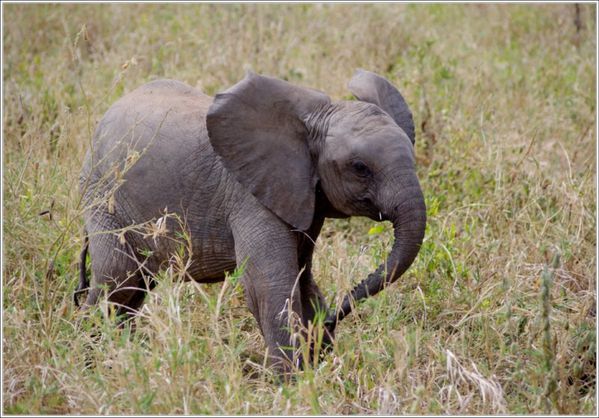 la faune de tarangire