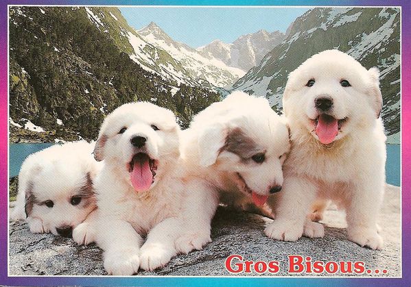 cartes-postales-chiots-des-pyrenees.jpg