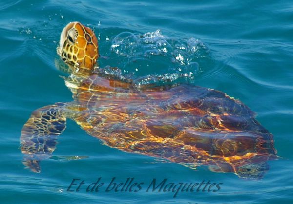 tortue 3 maquettes