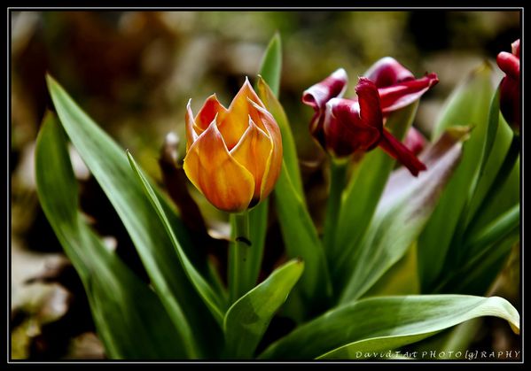 tulipe (13)