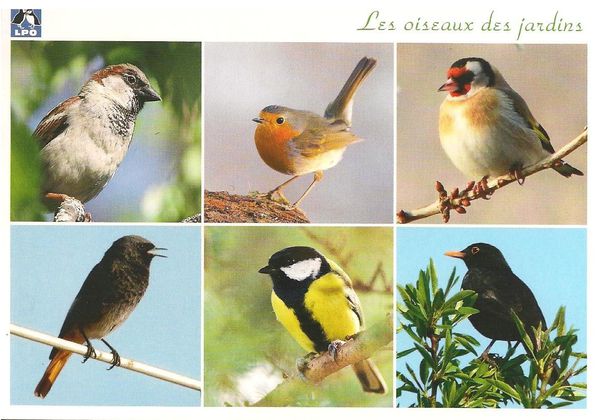 Cartes-postales-Les-oiseaux-des-jardins.jpg